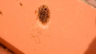 Грызут ли пчелы ульи из ППС? (улья из пеноплекса) ВИДЕО