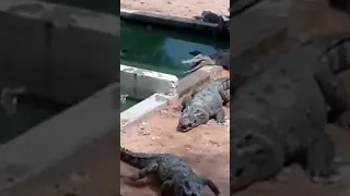 Alligator ate a live chicken  🐔