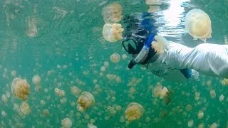 Jellyfish Lake, Palau