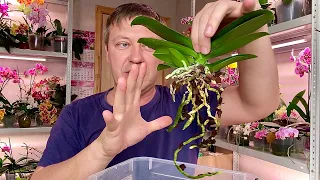 ОБСЫПАЕМ КОРНИ ОРХИДЕИ космической разработкой для ОБИЛЬНОГО ЦВЕТЕНИЯ и роста орхидей
