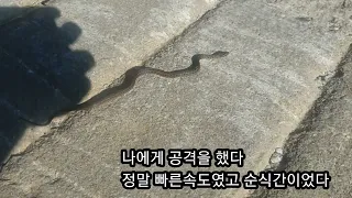 뱀의 공격, 빠른공격,리얼상황,새될뻔