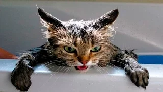 Кошки в Воде - Кошки Ненавидят Воду - Кошки Против Воды - Кошки в Шоке - Смешные Кошки 2016