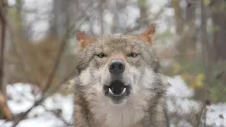Mexican Gray Wolf Magdalena Howls