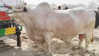 Multan Cow Main Full Heavy Bull Janwaron Or Kharidaron Say Mandi Full Ho Gai | SS Tv |