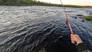 Впервые ЛОВЛЮ СИГА НА РЕКЕ и кажется УДАЧНО / CATCHING WHITEFISH ON THE RIVER