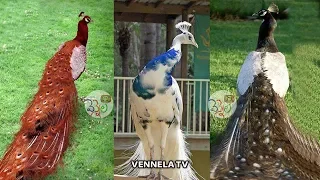 Beautiful & Rare Peacocks in the World | Never Seen this Peacocks | VENNELA TV