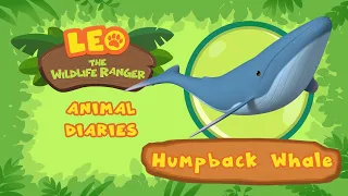 Humpback Whale | How HEAVY Are Humpback Whales? | Leo the Wildlife Ranger | Fun Animals Facts