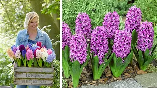 How to Plant Bedding Hyacinths: Spring Garden Guide