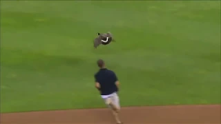 A Goose crashes a baseball game  and then crashes into scoreboard   FOX MLB xdhxSU0r4to