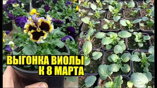 Виола/Анютины глазки к 8 марта. Выращивание. Уход.