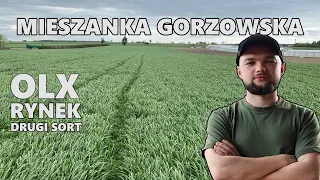 MIESZANKA GORZOWSKA - CZY WARTO KUPIĆ ORYGINALNE NASIONA ?