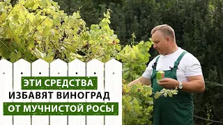 Мучнистая роса на винограде: методы борьбы