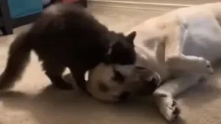 Hilarious cat wakes up sleeping dog for playtime