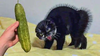 Cat Slap Compilation - Angry & Funny Cats | Fluff Planet