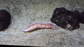 Sea cucumber - Kids facts