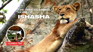 The tree-climbing Lions of Ishasha, Uganda