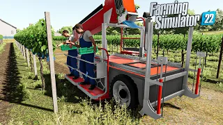 VINTAGE GRAPE HARVEST | Old machinery and animated manual mod on Farming Simulator 22