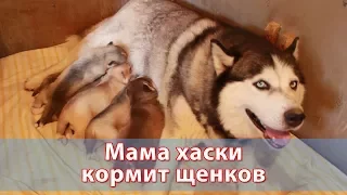 Мама хаски кормит щенков