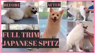 How To Trim A Dog's Hair - Japanese Spitz - Before and After Transformation   |  Bunny TV