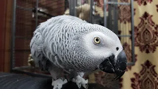 Наблатыканный попугай матершинник ругается и говорит с хозяином попугай Рико Жако