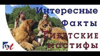 Что нужно знать перед приобретением тибетского мастифа