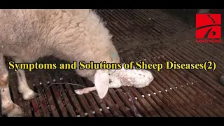 Symptoms and Solutions of Sheep Diseases （2）