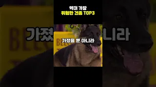 세계에서 가장 위험한 견종 top5[지식똥개]