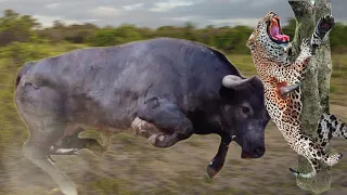 Buffalo attacks Leopard very hard to save her baby, Wild Animals Attack