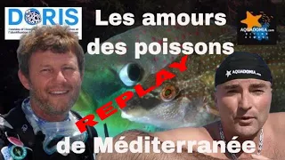 REPLAY Les AMOURS des poissons de Méditerranée #biologie #sousmarine