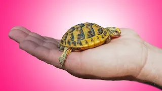 How To Raise BABY TORTOISES! (Easy, Simple, Effective)