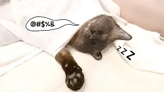 Cat talks in his sleep