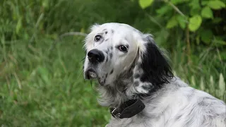 17 Pros and Cons of Owning an English Setter