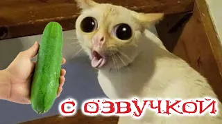 Приколы с котами! Смешные коты! С ОЗВУЧКОЙ! Самые Смешные Животные!