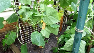 Garden Cucumber Care: Epsom Salts Recipe, Trellising, Feeding, Peppermint Spray, Diseases & Insects