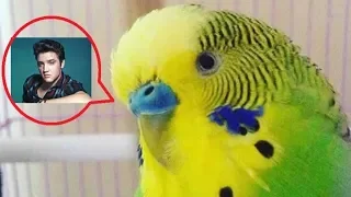 ПОПУГАЙ ТАНЦУЕТ ЭЛВИСА ПРЕСЛИ/ПРИКОЛ ПОПУГАЙ.Parrot dancing Elvis Presley-Burning Love.FUNNY.ПРИКОЛ.