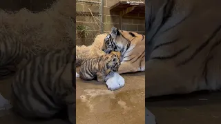 Amur tiger cubs at 2-1/2 months old