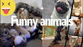 Funny Cats and Dogs videos 😻🐶  - Part 5 of 2024 😍