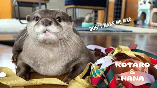 What Happens When Cute Otter Gets Mad