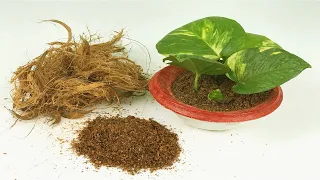 How to grow plants faster using coco peat | Use coco peat for gardening