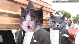 Dancing Funeral Coffin Meme Dogs and Cats Version