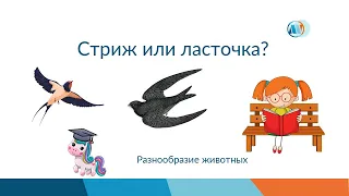 Стриж или ласточка