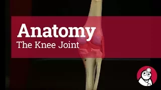 Anatomy: The Knee Joint