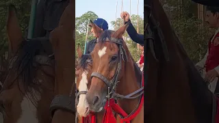 Girls Team - Tent Pegging - Neza Bazi - Punjab Championship #shorts #youtubeshorts #girls #sports