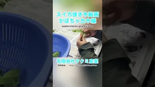 【野菜苗】スイカの断根接ぎ木動画❗️かぼちゃ台木編パート1❗️【タクミ産業】【家庭菜園】でも！