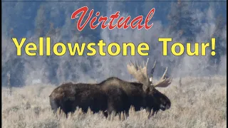 Bull Moose In Grand Teton National Park: Virtual Yellowstone Tour!