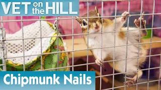 🐿️ Clipping A Cute Chipmunk’s Nails | FULL EPISODE | S02E04 | Vet On The Hill