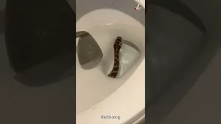 Serpiente saliendo del baño 🚽🐍