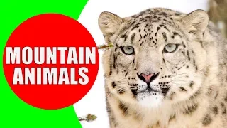 MOUNTAIN ANIMALS Names and Sounds for Kids to Learn | Learning Mountain Animals for Children