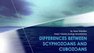 Scyphozoans & Cubozoans:  Differences & Similarities