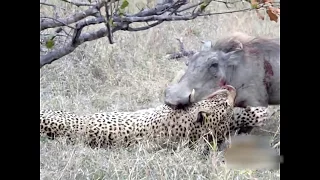 Leopard KILLS Warthog
